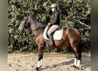 PRE, Hongre, 15 Ans, 162 cm, Bai