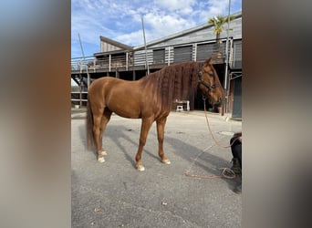 PRE Croisé, Hongre, 16 Ans, 155 cm, Alezan cuivré