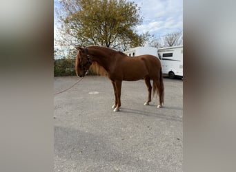 PRE Croisé, Hongre, 16 Ans, 155 cm, Alezan cuivré