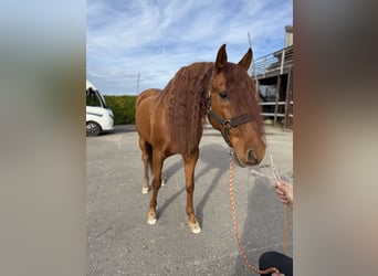 PRE Croisé, Hongre, 16 Ans, 155 cm, Alezan cuivré