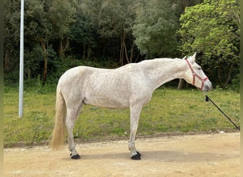 PRE Croisé, Hongre, 16 Ans, 155 cm, Gris moucheté