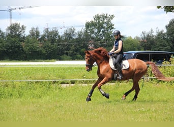 PRE Croisé, Hongre, 16 Ans, 160 cm, Alezan