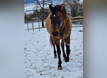 PRE Croisé, Hongre, 17 Ans, 159 cm, Isabelle