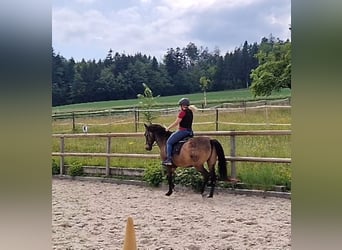 PRE Croisé, Hongre, 17 Ans, 159 cm, Isabelle