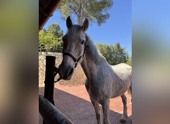 PRE Croisé, Hongre, 18 Ans, 162 cm, Gris moucheté