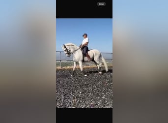 PRE, Hongre, 18 Ans, 172 cm, Gris