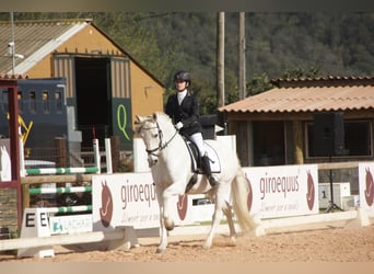 PRE, Hongre, 19 Ans, 165 cm, Gris