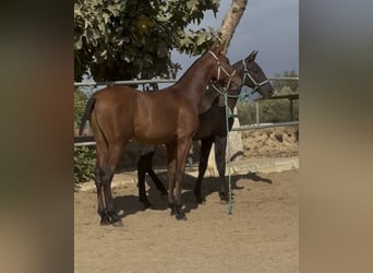 PRE Croisé, Hongre, 1 Année, 148 cm, Bai