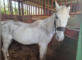 PRE Croisé, Hongre, 21 Ans, 158 cm, Gris