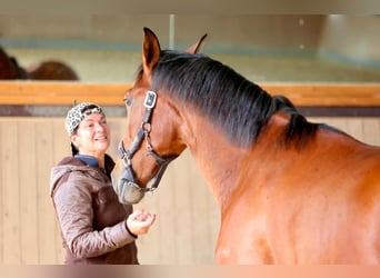 PRE Croisé, Hongre, 2 Ans, 165 cm, Bai