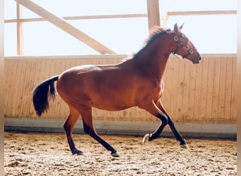 PRE Croisé, Hongre, 2 Ans, 165 cm, Bai
