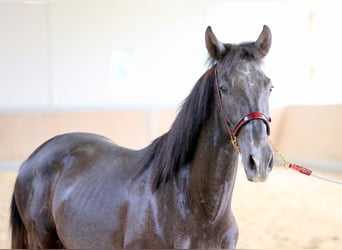 PRE Croisé, Hongre, 2 Ans, 168 cm, Gris