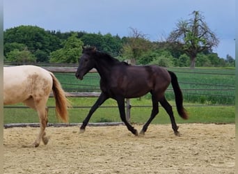 PRE, Hongre, 2 Ans, 168 cm, Noir