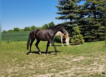 PRE, Hongre, 2 Ans, 168 cm, Noir