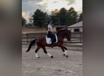 PRE Croisé, Hongre, 3 Ans, 148 cm, Bai