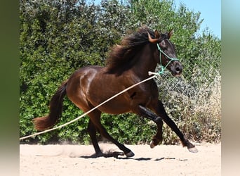 PRE Croisé, Hongre, 3 Ans, 152 cm, Noir