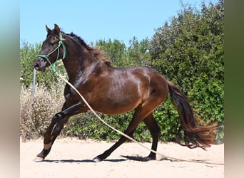 PRE Croisé, Hongre, 3 Ans, 152 cm, Noir