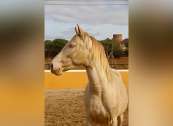 PRE Croisé, Hongre, 3 Ans, 154 cm, Cremello