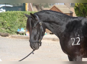 PRE Croisé, Hongre, 3 Ans, 154 cm, Noir