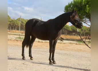 PRE Croisé, Hongre, 3 Ans, 154 cm, Noir