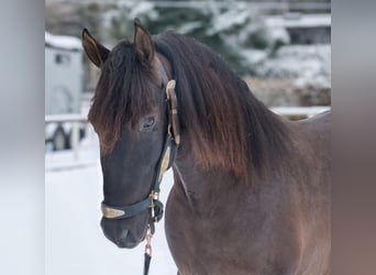 PRE Croisé, Hongre, 3 Ans, 156 cm, Alezan brûlé