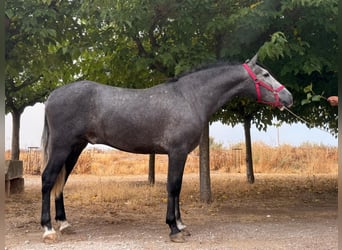 PRE, Hongre, 3 Ans, 156 cm, Gris