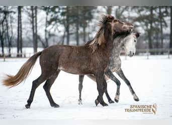 PRE Croisé, Hongre, 3 Ans, 157 cm, Gris