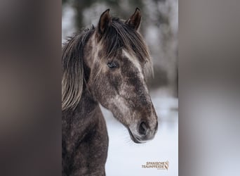 PRE, Hongre, 3 Ans, 157 cm, Gris