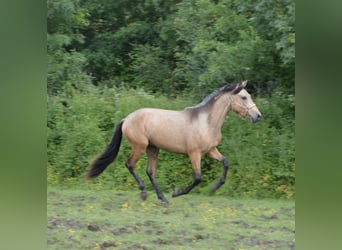 PRE, Hongre, 3 Ans, 157 cm, Isabelle