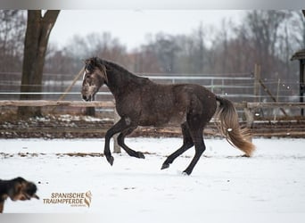 PRE Croisé, Hongre, 3 Ans, 158 cm, Gris
