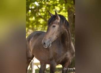 PRE Croisé, Hongre, 3 Ans, 160 cm, Gris (bai-dun)