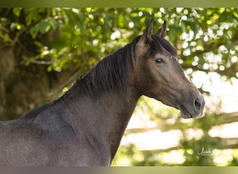PRE Croisé, Hongre, 3 Ans, 160 cm, Gris (bai-dun)