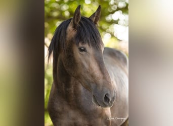 PRE Croisé, Hongre, 3 Ans, 160 cm, Gris (bai-dun)