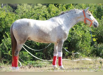 PRE Croisé, Hongre, 3 Ans, 160 cm, Gris