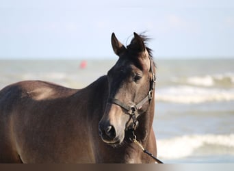 PRE, Hongre, 3 Ans, 160 cm, Gris