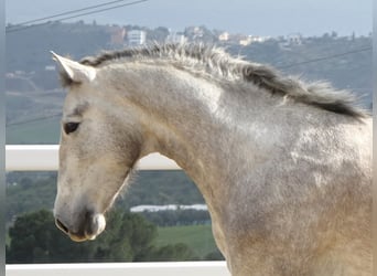 PRE, Hongre, 3 Ans, 160 cm, Gris