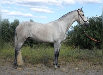 PRE, Hongre, 3 Ans, 160 cm, Gris
