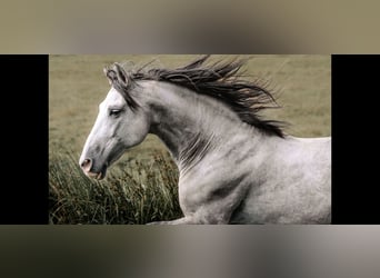 PRE Croisé, Hongre, 3 Ans, 160 cm, Gris