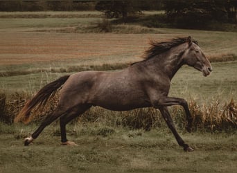 PRE Croisé, Hongre, 3 Ans, 160 cm, Gris
