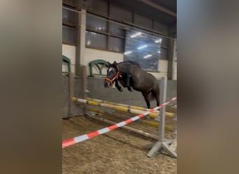 PRE, Hongre, 3 Ans, 160 cm, Gris