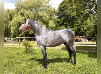 PRE Croisé, Hongre, 3 Ans, 160 cm, Gris pommelé