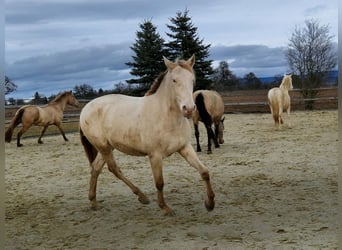 PRE, Hongre, 3 Ans, 160 cm, Perlino