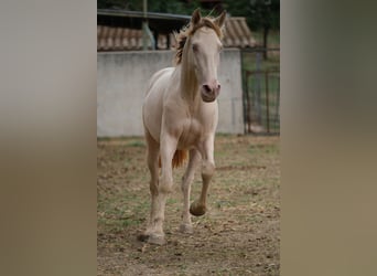 PRE Croisé, Hongre, 3 Ans, 160 cm, Perlino