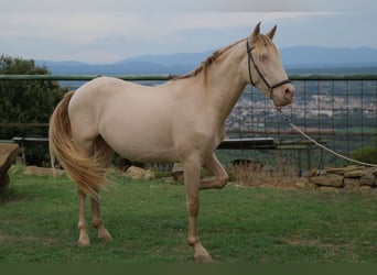 PRE Croisé, Hongre, 3 Ans, 160 cm, Perlino