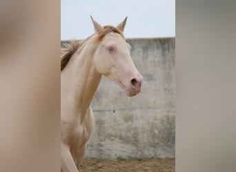 PRE Croisé, Hongre, 3 Ans, 160 cm, Perlino