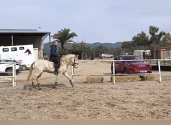 PRE Croisé, Hongre, 3 Ans, 160 cm, Perlino