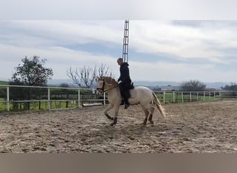 PRE Croisé, Hongre, 3 Ans, 160 cm, Perlino