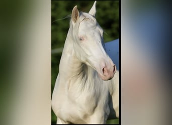 PRE Croisé, Hongre, 3 Ans, 161 cm, Cremello