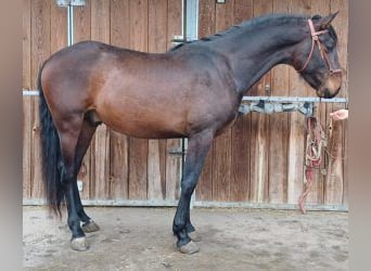 PRE Croisé, Hongre, 3 Ans, 162 cm, Bai cerise