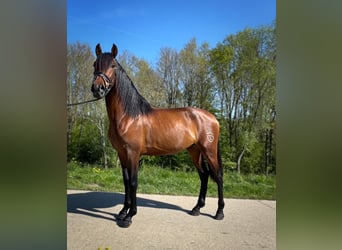 PRE Croisé, Hongre, 3 Ans, 163 cm, Bai